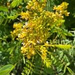 Senna marilandica Flower