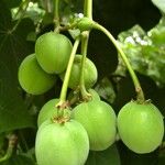 Jatropha curcas Frucht