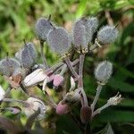 Trichospermum lessertianum 花