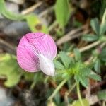 Ononis cristata Квітка