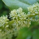 Itea ilicifolia Кветка