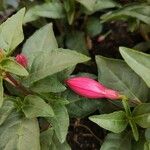 Fuchsia magellanica Flors
