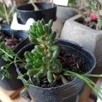 Sedum × rubrotinctum Folha