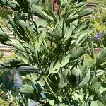 Romneya coulteri برگ