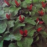 Trillium sessile Alkat (teljes növény)