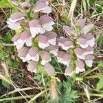 Acanthus spinosusFlower