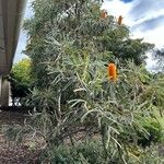 Banksia ashbyi Hàbitat