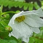 Echinodorus grandiflorus പുഷ്പം