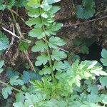 Cardamine graeca Feuille