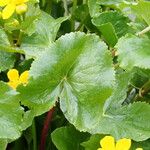 Caltha palustris Blatt