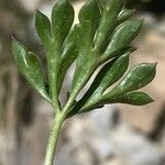 Ranunculus seguieri Feuille