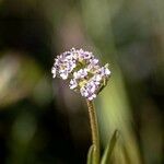 Valerianella coronata Λουλούδι