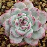 Echeveria colorata Deilen