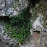 Asplenium seelosii Агульны выгляд