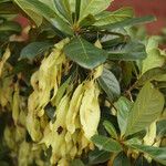 Terminalia ivorensis Meyve