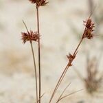 Juncus capitatus Otro