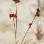 Juncus capitatus Інше