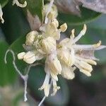 Buxus balearica 花