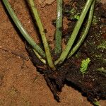 Antrophyum mannianum Otro