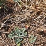 Parthenium hysterophorus Habit