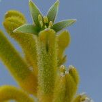 Anigozanthos flavidus Virág