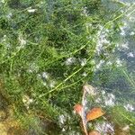 Elodea nuttallii Leaf