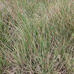 Brachypodium phoenicoides Blad