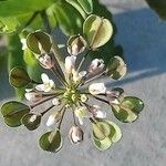 Microthlaspi perfoliatum Kwiat