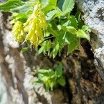 Paederota lutea Habitat