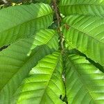 Cupania americana Leaf