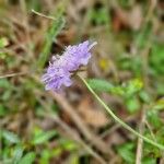 Scabiosa cinerea 花