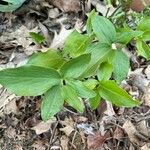 Trillium sessile Levél