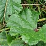 Malva neglecta Likasa