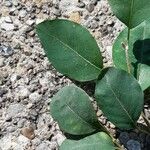 Cotoneaster multiflorus Leaf