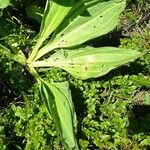 Gentiana lutea List