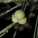 Adelia triloba Fruit