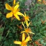 Hypericum perforatumFlower