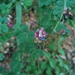 Lathyrus niger 花