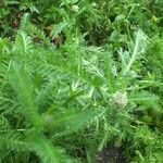 Achillea millefolium Blatt