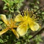 Hypericum balearicum Blüte