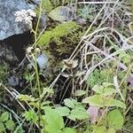 Pimpinella major Habitus