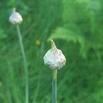 Allium scorodoprasum Blomst