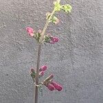 Penstemon parryi Flower