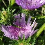 Stokesia laevis 花