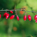 Berberis vulgaris Φρούτο