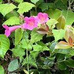 Lophospermum erubescens 花