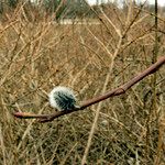 Salix discolor പുറംതൊലി