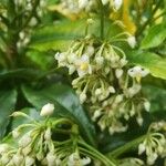 Ardisia crenata Blüte