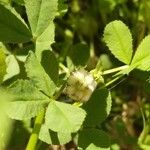 Trifolium tomentosum Folio