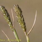 Sporobolus alopecuroides Fruit